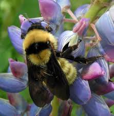 Image result for Bombus flavidus