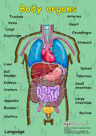 The Liver Anatomy Poster Shows Location Of Liver On The Body And Provides Antero Visceral View Of Th Human Body Vocabulary Human Body Organs Human Body Anatomy