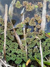 Image result for Azolla