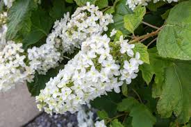 Image result for Hydrangea quercifolia