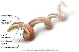 Check spelling or type a new query. Borrelia Burgdorferi Neu2011 Microbewiki