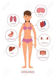 Girls full body picture anatomy. Internal Organs Of The Human Body Anatomy Of The Female Body Royalty Free Cliparts Vectors And Stock Illustration Image 83249188
