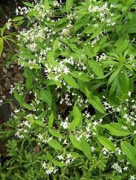 Image result for Cycnium recurvum