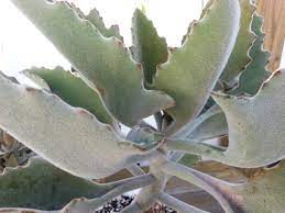 Later your elephant jade plant can trailing elephant bush tree's attributes. Pin On Succulents