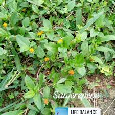 Image result for Massularia