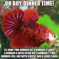Pin By Lisa Glidden On Betta Memes Betta Fish Pet Fish Fish Care