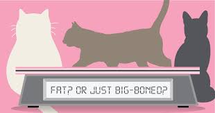 If you have a fat cat, finding out whether it is pregnant can sometimes be tricky. Is My Cat Overweight Diamond Pet Foods