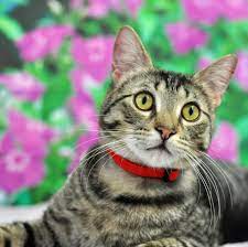 Feline Infectious Peritonitis Fip Friends For Life Animal Shelter