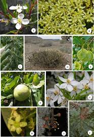 Image result for Rutaceae