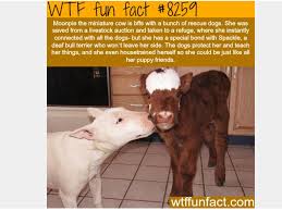 Miniature Cow Fun Facts Animal Facts Funny Facts