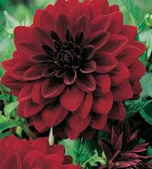 As long as you start with good tubers, don't overwater, and keep slugs. Black Dahlia Flower Meaning Dahlia Definition From Answers Com Dahlia Flower Flower Meanings Beautiful Flowers