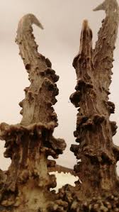 Black Bone Forest Treasure Online Whathecatdraggedintaxidermy Vintage Roe Deer Skulls And Antlers From The Black Forest Tiny Taxidermy Treasures Https Www Roe Deer Deer Skulls Taxidermy