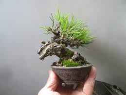 pin by victor aguilera on black pine mini bonsai mini garden mame bonsai