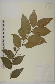 Image result for Athroisma gracile