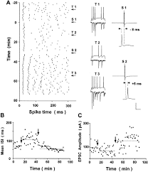 This light is installed at the bottom of the doors. Bidirectional Modification Of Presynaptic Neuronal Excitability Accompanying Spike Timing Dependent Synaptic Plasticity Neuron