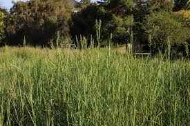 Image result for Echinochloa pyramidalis