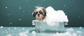Unfortunately, bathing your dog in real life isn't always such a positive experience. A Head To Toe Guide To Washing Your Dog Vetbabble