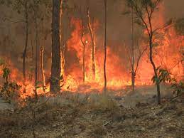 Bushfires In Australia Australia Australian Bush