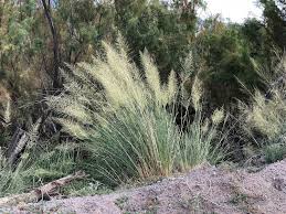 Image result for Sporobolus stapfianus