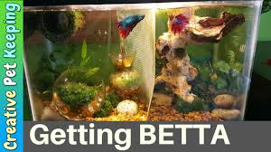 Male Betta Fish Fin Recovery Cured Fin Rot Youtube