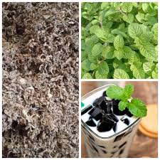 Image result for Platostoma sp. no. 2