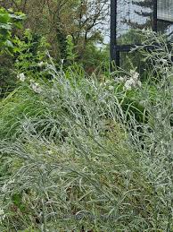 Image result for Gomphostigma