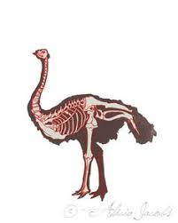 Bird That Looks Like An Ostrich Items Similar To Ostrich Skeleton Diagram Screenprint On Etsy Animals Beautiful Ostriches Ostrich