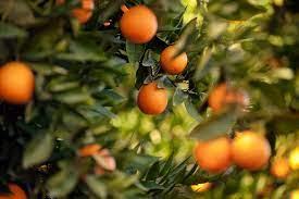 Orange tree flowers but no fruit. Can Orange Trees Have Ripe Fruit Flowers At The Same Time