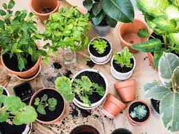 Konsumsi sayuran dari kebun sendiri relatif lebih aman dan sekaligus. Berkebun Jadi Pilihan Ketika Arahan Duduk Di Rumah
