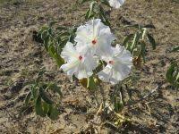 Image result for Ipomoea adenioides