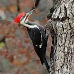 Woodpeckers!