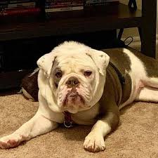 What most breed historians do agree on is that bulldogs owe their name to the fact that they were once the cropped dog depicted on an old spanish plaque of 1625 depicting a dogo de burgos (burgos. Why Bulldogs Need C Sections The Complete Guide Dbldkr