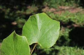 Image result for Chasmanthera