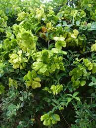 Image result for Melhania virescens