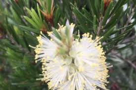 Image result for Dicliptera pumila