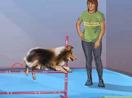 How To Train An Australian Shepherd 12 Steps With Pictures