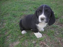 Black And White Basset Hound Puppy Black And White White Basset Hound Puppies Photos Basset Hound Puppy Hound Puppies Puppy Photos