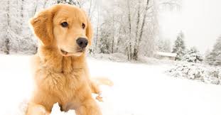 Yes, it is true that purebred puppies can cost quite a bit, especially when coming from reputable breeders. 6 Fun Facts You Probably Didn T Know About Golden Retrievers