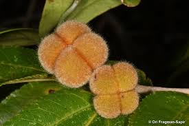 Image result for Grewia glandulosa