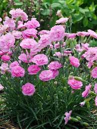 Dianthus Sweetie Pie Pinks Carnations Pretty In Pink These Semi Double Mini Carnation Flowers With Ruffled Flowers Perennials Carnation Plants Flower Pots