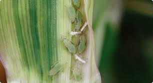 The term is particularly used for creatures that damage crops, livestock, and forestry or cause a nuisance to people, especially in their homes. Pest Insects Agriculture And Food
