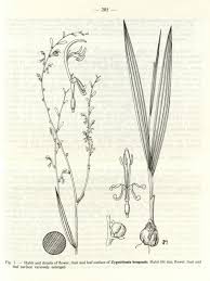 Image result for Zygotritonia