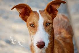 Adorable english bull dog puppy call jessy for ado posted on 5:23 am. Home Ibizian Hound Rescue