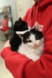 These Kitten Bjorns Are Helping Feral Cats Find Their Forever Home Feral Kittens Feral Cats Kittens