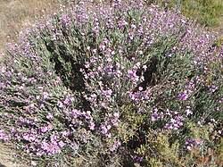 Image result for Monothecium