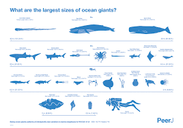 the largest creatures in the ocean chart twistedsifter