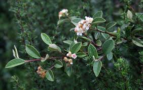 Image result for Cotoneaster pannosus