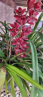 Georgianna DRISCOLL Obituary (2014)