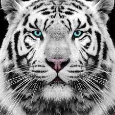 Photo About White Siberian Tiger Face Eyes Image Of Face Closeup Eyes 32012325 White Tiger Tattoo Tiger Face White Tiger