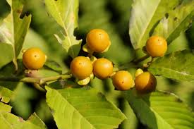 Image result for Hugonia platysepala